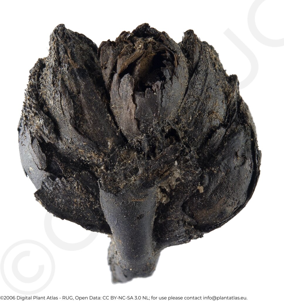 null